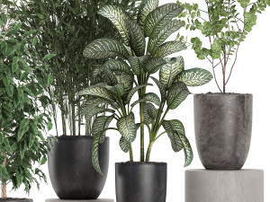 decorative plants in a black flowerpots 648 3Dモデル