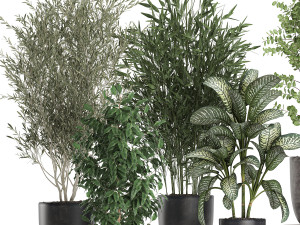 decorative plants in a black flowerpots 648 3Dモデル