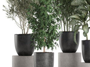decorative plants in a black flowerpots 648 3Dモデル