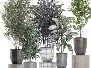 decorative plants in a black flowerpots 648 3Dモデル