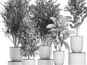 decorative plants in a black flowerpots 648 3Dモデル