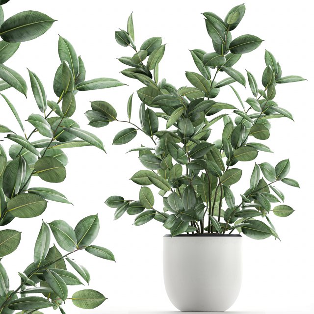ficus tree in flowerpots 649 Model 3D .c4d .max .obj .3ds .fbx .stl .blend 