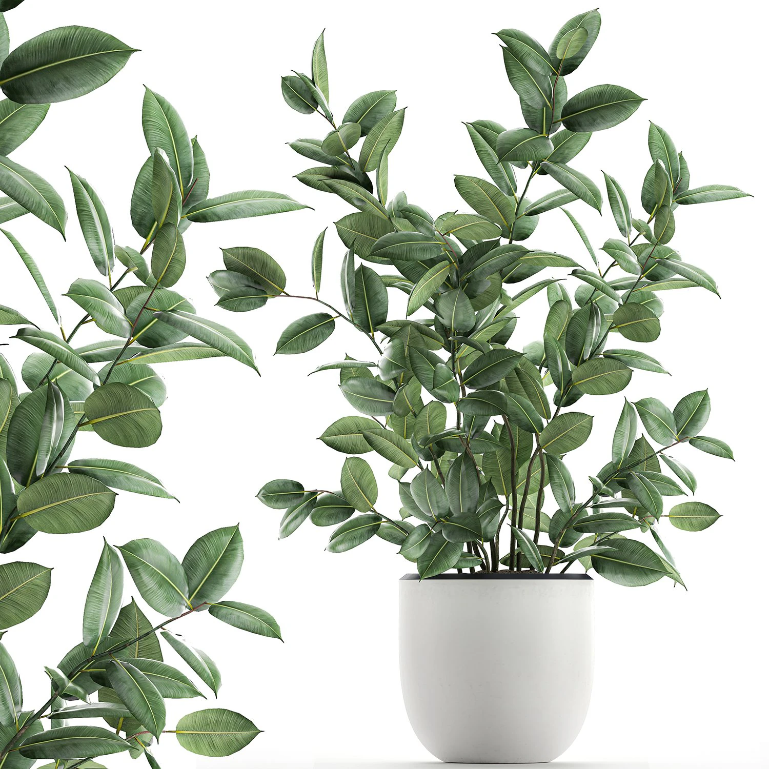 ficus tree in flowerpots 649 3D Model .c4d .max .obj .3ds .fbx .stl .blend 