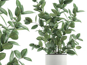 ficus tree in flowerpots 649 3D Model