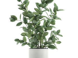 ficus tree in flowerpots 649 3D Model