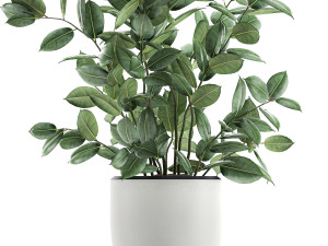 ficus tree in flowerpots 649 Model 3D
