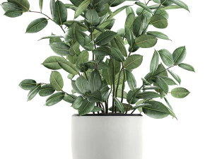 ficus tree in flowerpots 649 3D Model