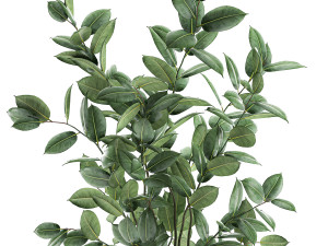 ficus tree in flowerpots 649 Model 3D