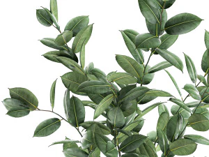 ficus tree in flowerpots 649 3D Model