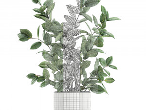 ficus tree in flowerpots 649 Model 3D
