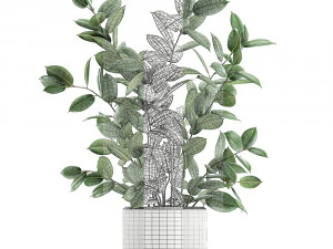ficus tree in flowerpots 649 3D Model