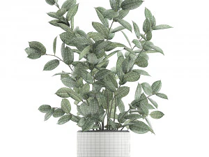 ficus tree in flowerpots 649 3D Model