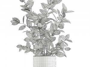 ficus tree in flowerpots 649 Model 3D
