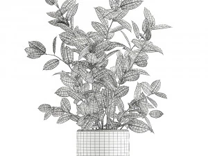 ficus tree in flowerpots 649 3D Model