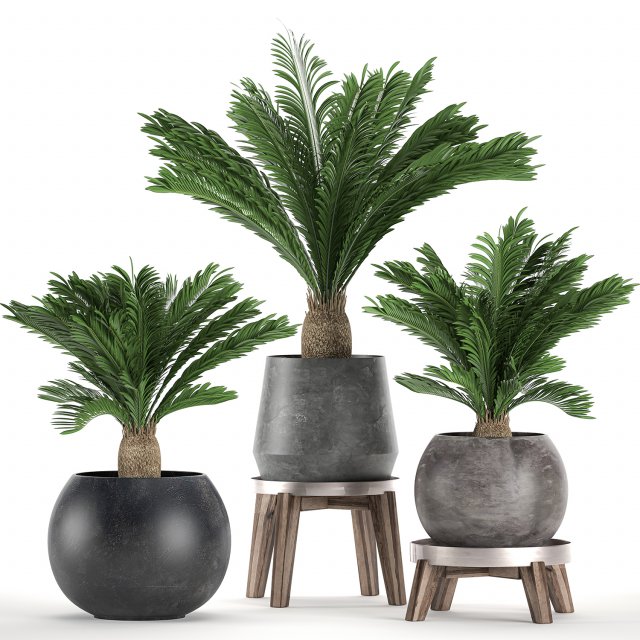 decorative cycas palm in a black flowerpot 650 3D Model .c4d .max .obj .3ds .fbx .stl .blend 