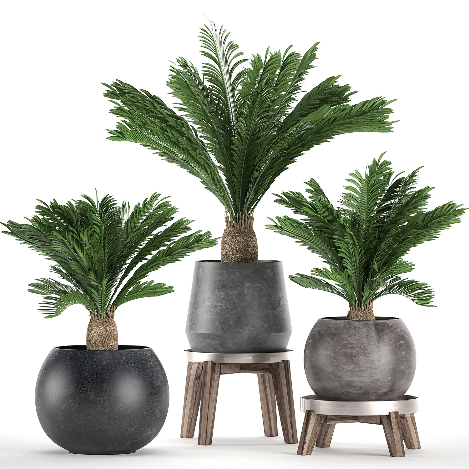 decorative cycas palm in a black flowerpot 650 3D Model .c4d .max .obj .3ds .fbx .stl .blend