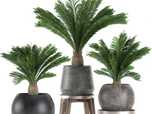 decoratieve cycaspalm in zwarte bloempot 650 3D Model