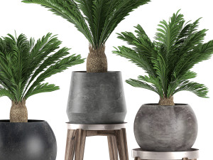 decorative cycas palm in a black flowerpot 650 3D Model