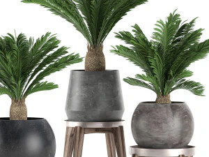 decorative cycas palm in a black flowerpot 650 3D Model