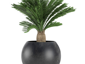decorative cycas palm in a black flowerpot 650 3D Model