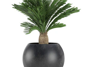 decorative cycas palm in a black flowerpot 650 3D Model