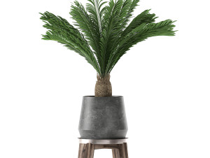 decorative cycas palm in a black flowerpot 650 3D Model