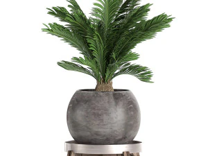 decorative cycas palm in a black flowerpot 650 3D Model