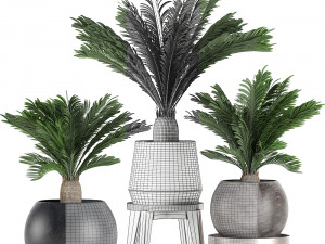 decorative cycas palm in a black flowerpot 650 3D Model