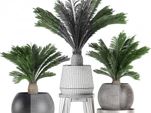 decorative cycas palm in a black flowerpot 650 3D Model