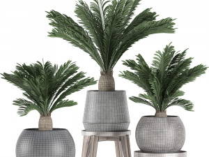 decorative cycas palm in a black flowerpot 650 3D Model
