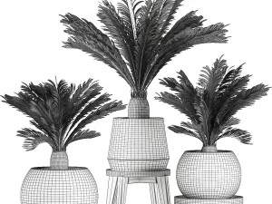 decorative cycas palm in a black flowerpot 650 3D Model
