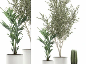 декоративные растения в вазонах 651 3D Модель