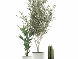 decorative plants in flowerpots 651 3D मॉडल