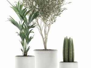 decorative plants in flowerpots 651 3D मॉडल