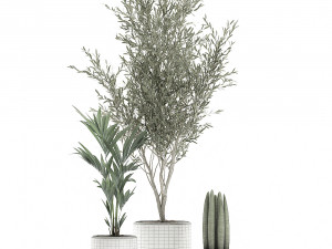 decorative plants in flowerpots 651 3D मॉडल