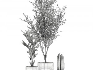 decorative plants in flowerpots 651 3D मॉडल