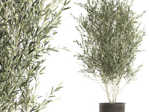 olive tree for the interior in basket 652 3D 模型
