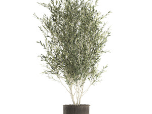 olive tree for the interior in basket 652 3D 모델