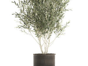 olive tree for the interior in basket 652 3D 모델