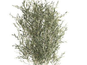 olive tree for the interior in basket 652 3D 모델