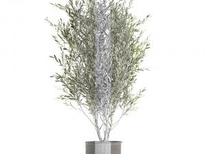 olive tree for the interior in basket 652 3D 모델