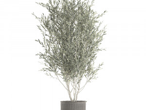 olive tree for the interior in basket 652 3D 모델