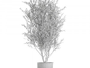 olive tree for the interior in basket 652 3D 모델