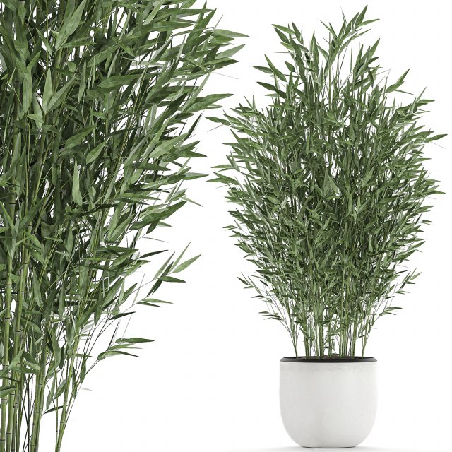 bamboo bush in a white flowerpot 653 Model 3D .c4d .max .obj .3ds .fbx .stl .blend 