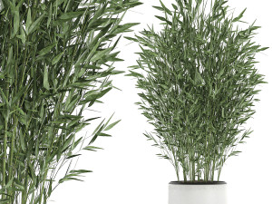 bamboo bush in a white flowerpot 653 3D मॉडल
