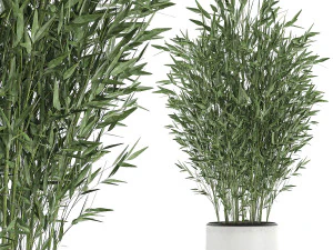 bamboo bush in a white flowerpot 653 3D Model