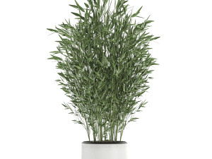 bamboo bush in a white flowerpot 653 Model 3D