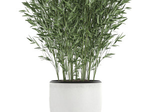 bamboo bush in a white flowerpot 653 Model 3D