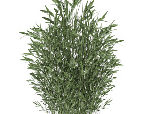 bamboo bush in a white flowerpot 653 Model 3D