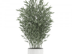 bamboo bush in a white flowerpot 653 Model 3D